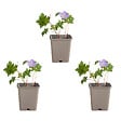 BLOOMIQUE - Lot de 3 - Geranium Johnsons Blue - Géranium vivace - Fleurs bleues - H. 10-20 cm - P. 9x9 cm - vignette