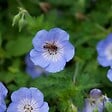 BLOOMIQUE - Lot de 3 - Geranium Johnsons Blue - Géranium vivace - Fleurs bleues - H. 10-20 cm - P. 9x9 cm - vignette