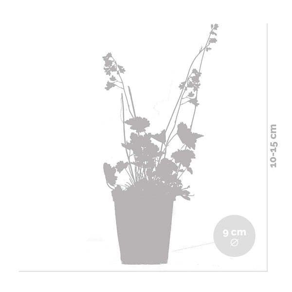 BLOOMIQUE - Heuchera Sanguinea 'Splendens' - Heuchère - Plantes de jardin - Rustique - H. 10-20 cm - P. 9x9 cm - large