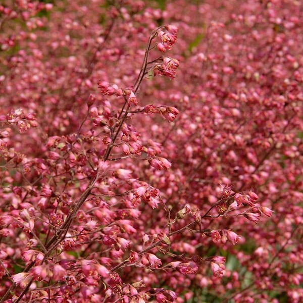 BLOOMIQUE - Heuchera Sanguinea 'Splendens' - Heuchère - Plantes de jardin - Rustique - H. 10-20 cm - P. 9x9 cm - large