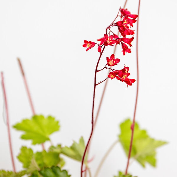 BLOOMIQUE - Heuchera Sanguinea 'Splendens' - Heuchère - Plantes de jardin - Rustique - H. 10-20 cm - P. 9x9 cm - large