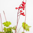BLOOMIQUE - Heuchera Sanguinea 'Splendens' - Heuchère - Plantes de jardin - Rustique - H. 10-20 cm - P. 9x9 cm - vignette