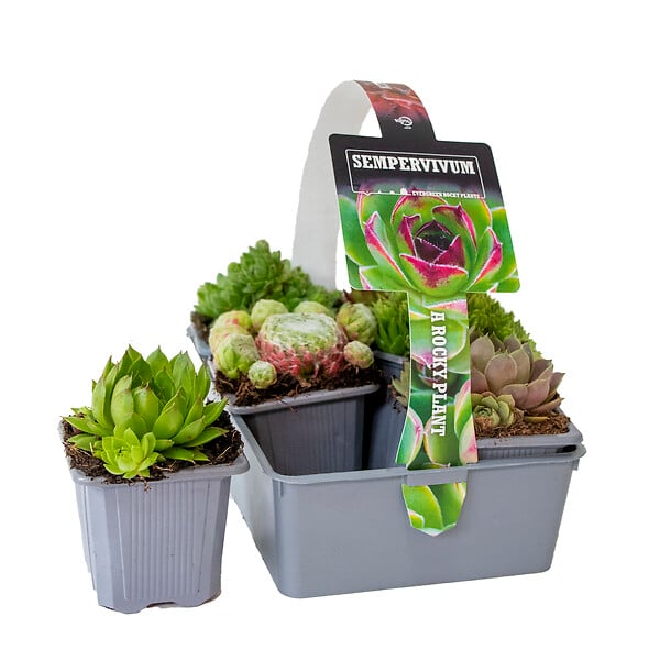 BLOOMIQUE - Lot de 6 - Sempervivum Mix - Joubarbe - Plantes de jardin - Résistante au gel - H. 8-12 cm - P. 7 cm - large