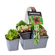 BLOOMIQUE - Lot de 6 - Sempervivum Mix - Joubarbe - Plantes de jardin - Résistante au gel - H. 8-12 cm - P. 7 cm - vignette