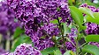 BLOOMIQUE - Lot de 2 - Syringa 'Bloomerang Dark Purple' - Lilas violet - H. 40-50 cm - P. 19 cm - vignette