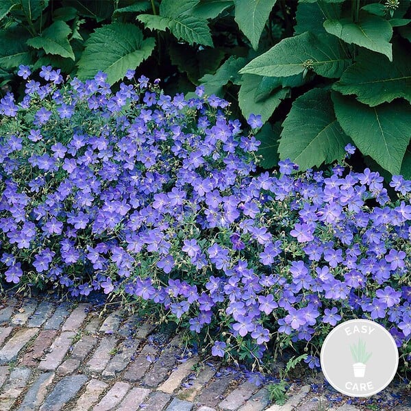 BLOOMIQUE - Geranium Johnsons Blue - Géranium vivace - Fleurs bleues - Rustique - Hauteur 10-20 cm - Pot 9x9 cm - large