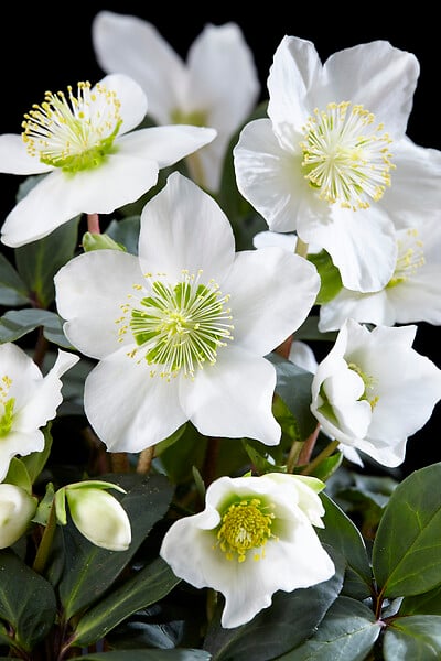 BLOOMIQUE - Lot de 1 - Helleborus Niger Christmas Carol - Rose de Noël - Plantes de jardin - H. 10-20 cm - large