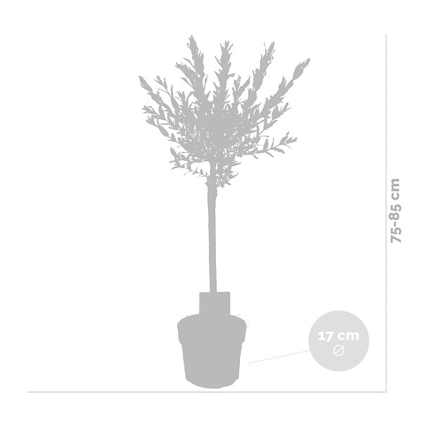 BLOOMIQUE - Salix integra 'Flamingo' - Saule panaché - Plantes de jardin - Rustiques - H. 60-80 cm - P. 17 cm - large