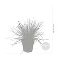 BLOOMIQUE - Lot de 3 - Festuca Glauca Compacta Blue - Fétuque Bleue - H. 20-30 cm - P. 10,5 cm - vignette