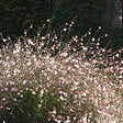 BLOOMIQUE - Lot de 3 - Gaura Lindheimeri - Gaura - Plantes de jardin - Rustique - H. 10-20 cm - P. 9x9 cm - vignette
