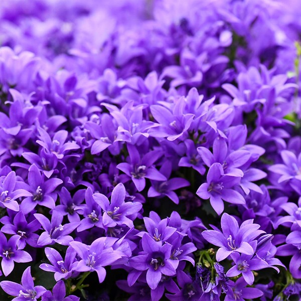 BLOOMIQUE - Lot de 3 - Campanula Ambella Intense Purple - Campanule - Couvre-sol - H. 10-20 cm - P. 10,5 cm - large