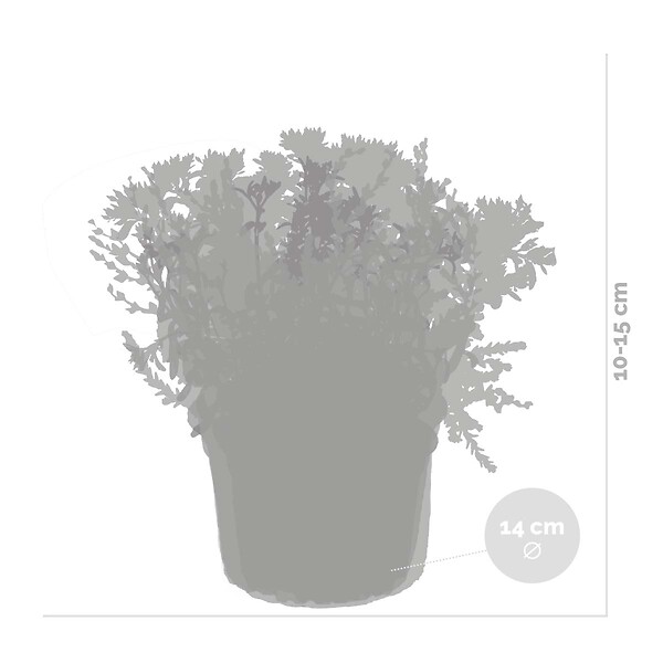 BLOOMIQUE - Lot de 3 - Mélange de plantes de rocaille - Plantes de jardin - H. 15-25 cm - P. 14 cm - large
