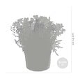 BLOOMIQUE - Lot de 3 - Mélange de plantes de rocaille - Plantes de jardin - H. 15-25 cm - P. 14 cm - vignette