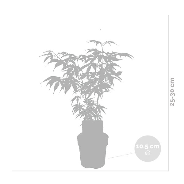 BLOOMIQUE - Lot de 4 - Acer palmatum - H. 25-40 cm - P. 10,5 cm - large