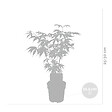 BLOOMIQUE - Lot de 4 - Acer palmatum - H. 25-40 cm - P. 10,5 cm - vignette