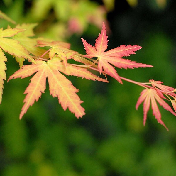 BLOOMIQUE - Lot de 4 - Acer palmatum - H. 25-40 cm - P. 10,5 cm - large