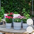 BLOOMIQUE - Lot de 6 - Dianthus - Œillet - Mélange de couleurs - Plantes de jardin - H. 15-20 cm - P. 10,5 cm - vignette