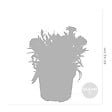 BLOOMIQUE - Lot de 6 - Dianthus - Œillet - Mélange de couleurs - Plantes de jardin - H. 15-20 cm - P. 10,5 cm - vignette