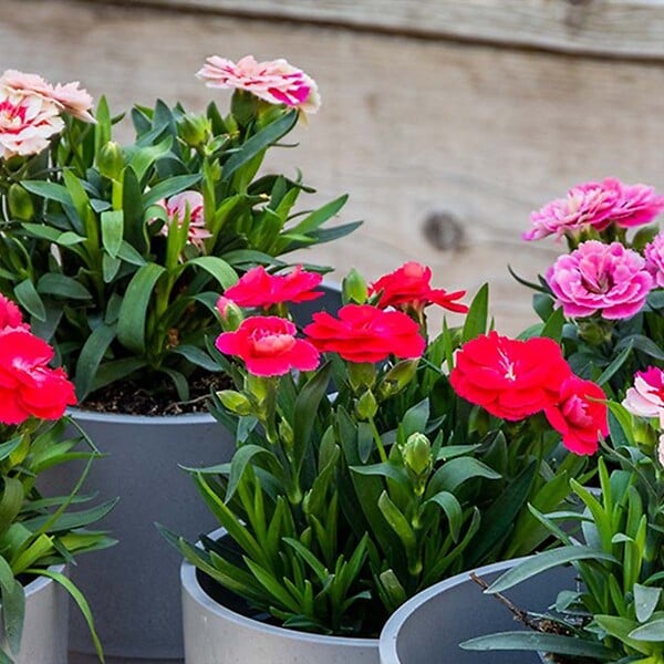 BLOOMIQUE - Lot de 6 - Dianthus - Œillet - Mélange de couleurs - Plantes de jardin - H. 15-20 cm - P. 10,5 cm - large