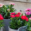 BLOOMIQUE - Lot de 6 - Dianthus - Œillet - Mélange de couleurs - Plantes de jardin - H. 15-20 cm - P. 10,5 cm - vignette