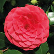 BLOOMIQUE - Lot de 2 - Camellia japonica 'Black Lace' - Rosier du Japon - Buisson - Persistant - H. 30-35 cm - vignette