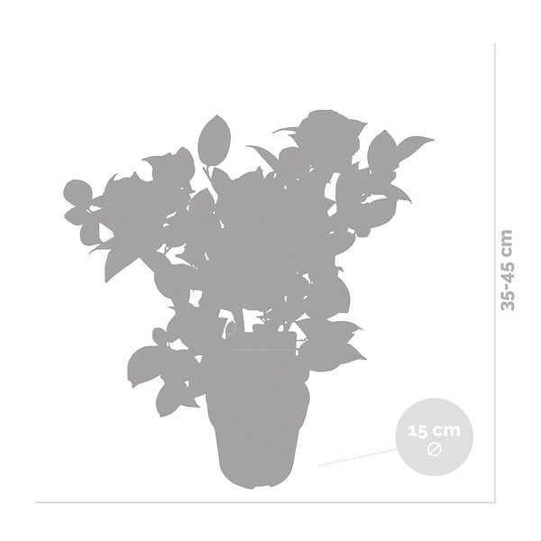 BLOOMIQUE - Lot de 2 - Camellia japonica 'Black Lace' - Rosier du Japon - Buisson - Persistant - H. 30-35 cm - large