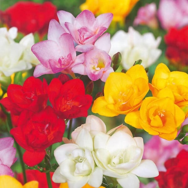 PLANT IN A BOX - Freesia parfumée - Set de 40 - Freesia Mix - Bulbes à fleurs - large
