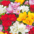 PLANT IN A BOX - Freesia parfumée - Set de 40 - Freesia Mix - Bulbes à fleurs - vignette