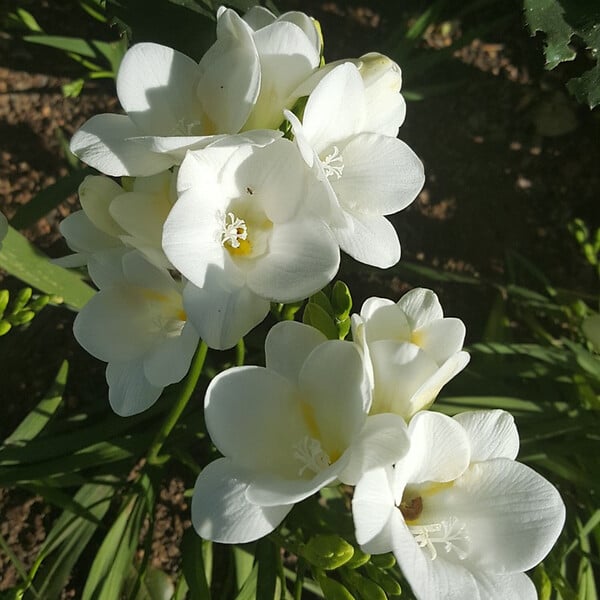 PLANT IN A BOX - Freesia parfumée - Set de 40 - Freesia Mix - Bulbes à fleurs - large