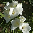 PLANT IN A BOX - Freesia parfumée - Set de 40 - Freesia Mix - Bulbes à fleurs - vignette