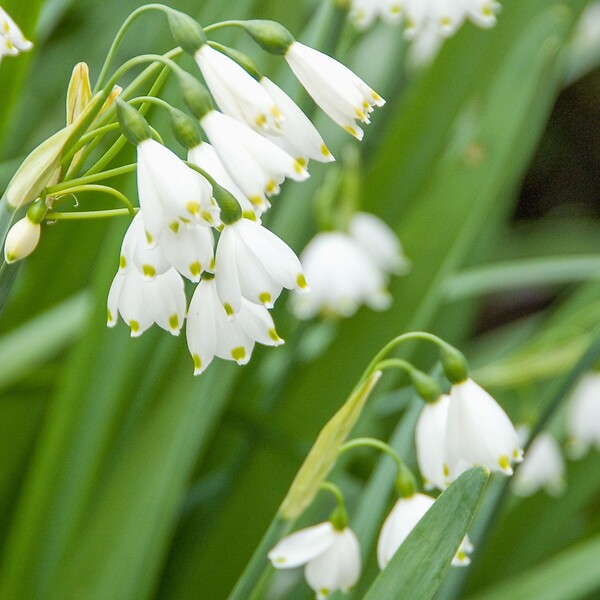 PLANT IN A BOX - Nivéole d'été - Set de 20 - Leucojum aestivum - Bulbes à fleurs - Blanc - large