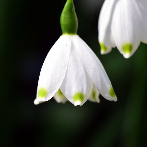 PLANT IN A BOX - Nivéole d'été - Set de 20 - Leucojum aestivum - Bulbes à fleurs - Blanc - large
