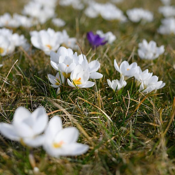 PLANT IN A BOX - Fleur printanière - Set de 30 - Crocus 'White' - Bulbes à fleurs - Blanc - large