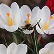 PLANT IN A BOX - Fleur printanière - Set de 30 - Crocus 'White' - Bulbes à fleurs - Blanc - vignette
