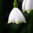 PLANT IN A BOX - Nivéole d'été - Set de 40 - Leucojum aestivum - Bulbes à fleurs - Blanc - vignette