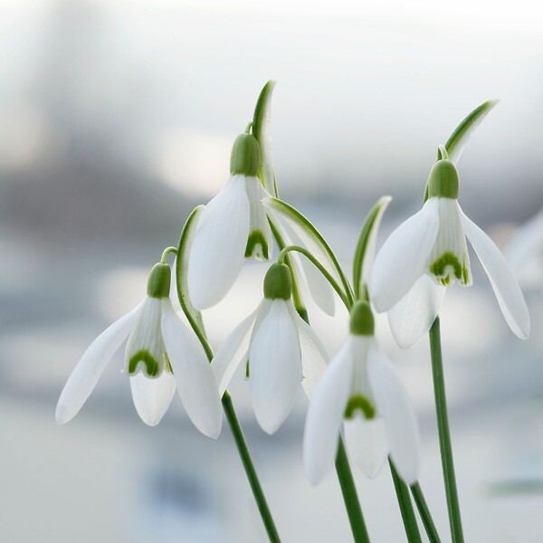 PLANT IN A BOX - Perce-neige - Set de 50 - Galanthus elwesii - Bulbes à fleurs - Blanc - large