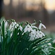 PLANT IN A BOX - Perce-neige - Set de 50 - Galanthus elwesii - Bulbes à fleurs - Blanc - vignette