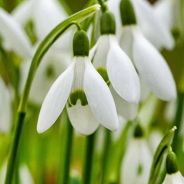 PLANT IN A BOX - Perce-neige - Set de 50 - Galanthus elwesii - Bulbes à fleurs - Blanc - large