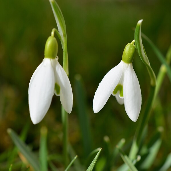 PLANT IN A BOX - Perce-neige - Set de 50 - Galanthus elwesii - Bulbes à fleurs - Blanc - large