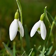 PLANT IN A BOX - Perce-neige - Set de 50 - Galanthus elwesii - Bulbes à fleurs - Blanc - vignette
