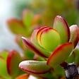 PLANT IN A BOX - Arbre de jade - Crassula ovata 'Sunset' - Hauteur 30-35cm - ⌀17cm - vignette