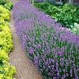 BLOOMIQUE - Lot de 1 - Lavandula Angustifolia - Plante de lavande - Plantes de jardin - H. 15-20 cm - vignette