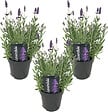 BLOOMIQUE - Lot de 3 - Lavandula Angustifolia - Plante de lavande - Plantes de jardin - H. 20-25 cm - P. 12 cm - vignette