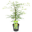 BLOOMIQUE - Acer Palmatum Emerald Lace - Érable du Japon - Feuillage vert - H. 50-70 cm - P. 19 cm - vignette