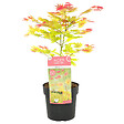 BLOOMIQUE - Acer Shirasawanum 'Moonrise' - Érable du Japon - Plantes de jardin - H. 30-40 cm - P. 15 cm - vignette