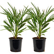 BLOOMIQUE - Lot de 2 - Chamaerops Humilis - Palmier nain européen - Palmier rustique - H. 60-70 cm - P. 19 cm - vignette