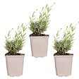 BLOOMIQUE - Lot de 3 - Lavandula Angustifolia 'Hidcote' - Lavande vraie - H. 10-20 cm - P. 9x9 cm - vignette