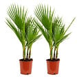 BLOOMIQUE - Lot de 2 - Washingtonia Robusta - Palmier éventail mexicain - H. 60-80 cm - P. 17 cm - vignette