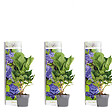 BLOOMIQUE - Lot de 3 - Hydrangea Macrophylla Early Blue - Hortensia - H. 20-30 cm - P. 10,5 cm - vignette