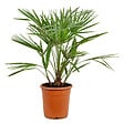 BLOOMIQUE - Chamaerops Humilis - Palmier nain européen - Palmier rustique - H. 70-80 cm - P. 21 cm - vignette